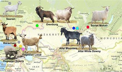 SNP-Based Genotyping Provides Insight Into the West Asian Origin of Russian Local Goats